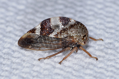Cyrtolobus tuberosus