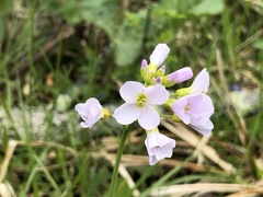 Cardamine pratensis pratensis