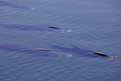 Ctenopharyngodon idella