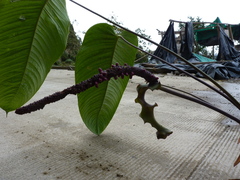 Anthurium alluriquinense