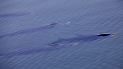 Ctenopharyngodon idella