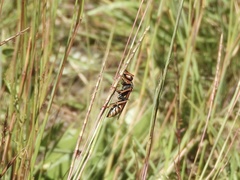 Polistes billardieri
