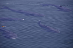 Ctenopharyngodon idella