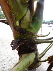 Anthurium alluriquinense