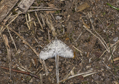 Trichopteryx carpinata