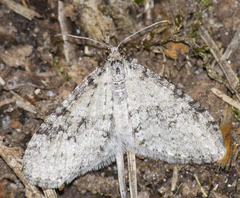 Trichopteryx carpinata