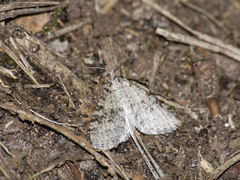 Trichopteryx carpinata