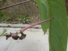 Anthurium alluriquinense