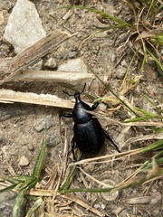 Liparus tenebrioides