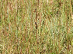 Polistes billardieri