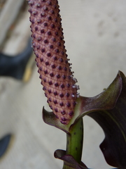 Anthurium alluriquinense