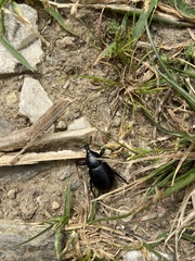 Liparus tenebrioides