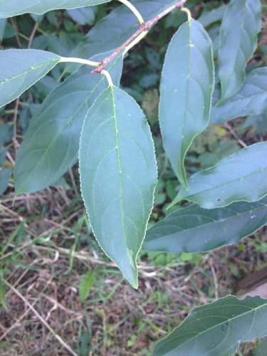 Rhamnus utilis, photograph 6