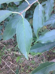 Rhamnus utilis, photograph (c) Rose Zappa, some rights reserved (CC BY)