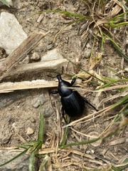 Liparus tenebrioides