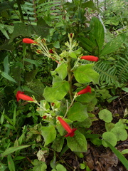 Kohleria