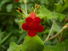 Kohleria