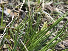 Carex tonsa rugosperma