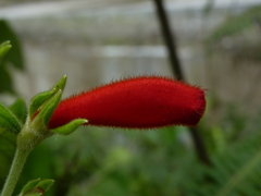 Kohleria