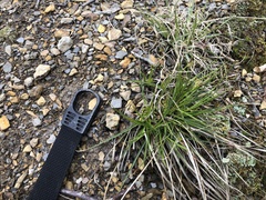 Carex tonsa rugosperma