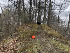 Carex tonsa rugosperma