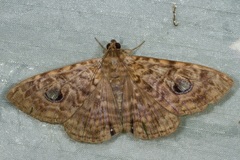 Speiredonia hogenesi