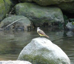 Pitangus sulphuratus