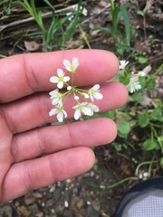 Cardamine rotundifolia