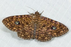 Speiredonia hogenesi