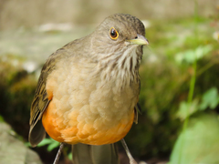 Turdus rufiventris