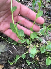 Cardamine rotundifolia