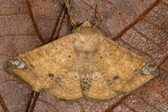 Ericeia inangulata