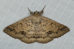 Ericeia inangulata