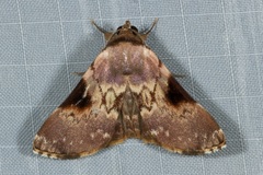 Eubryopterella triangulata