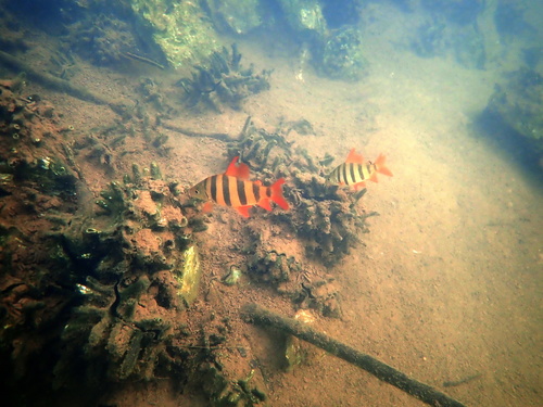 Banded distichodus (Distichodus sexfasciatus) — Distichodontidae