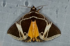 Fodina sumatrensis