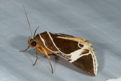 Fodina sumatrensis