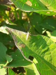 Insecta
