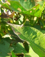 Insecta