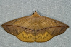Heterospila fulgurea