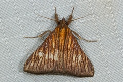 Hepsidera lignea