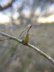 Amphibolips ellipsoidalis