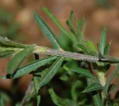 Psoralea bolusii