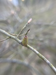 Amphibolips ellipsoidalis