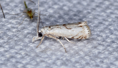 Microcrambus minor