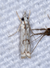 Microcrambus minor