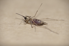 Aedes albifasciatus