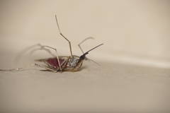 Aedes albifasciatus