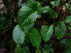 Begonia botryoides
