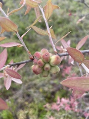 Andricus quercusformosus